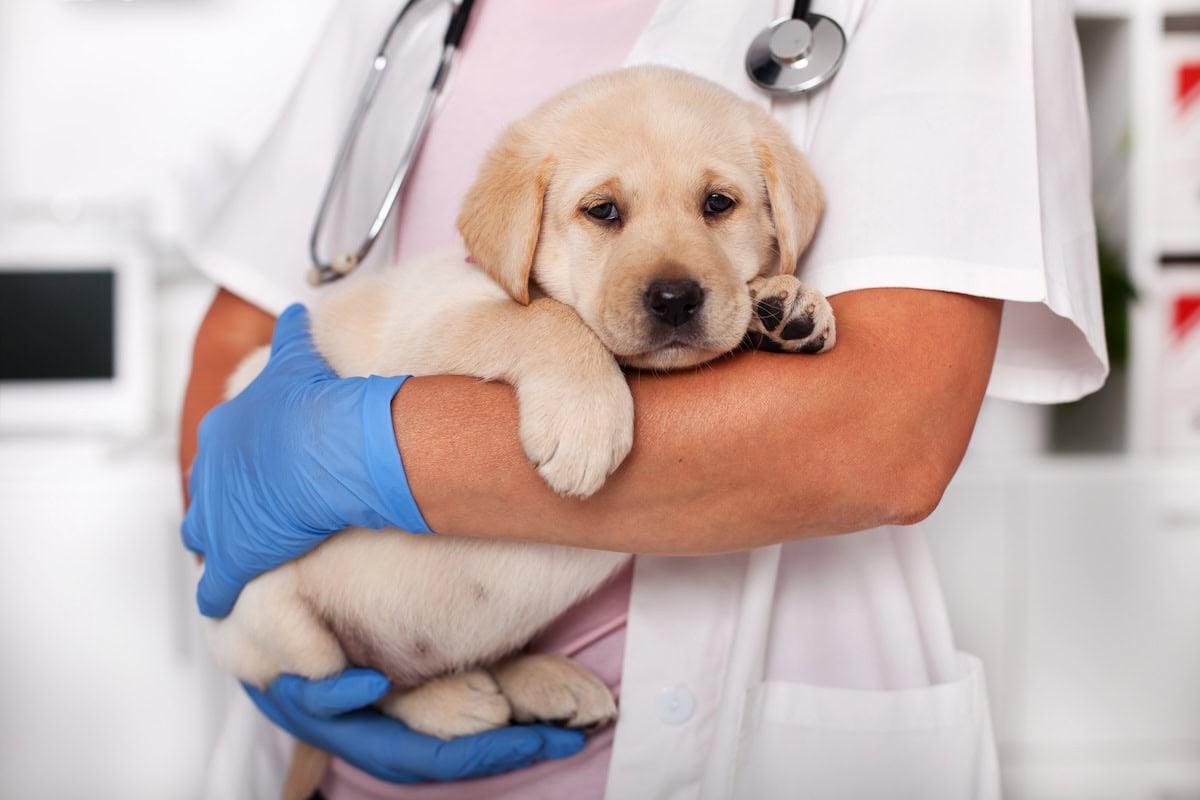 Pet Vaccine Schedule: When and Why Canine Need Their Pictures